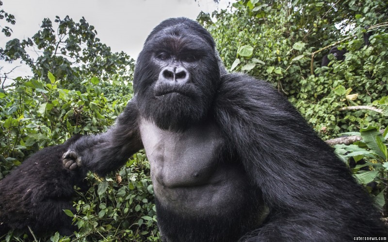 “A gorilla getting ready to take a swing at the photographer”